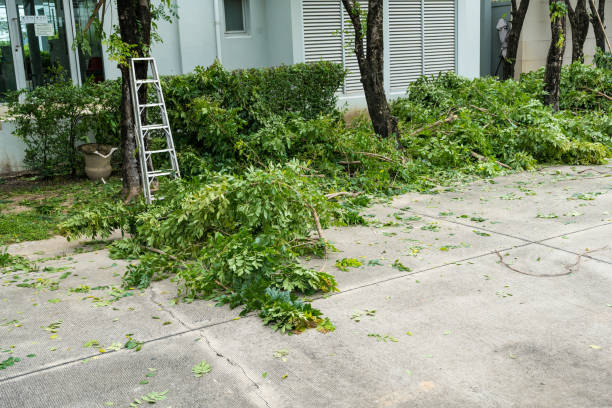 Best Palm Tree Trimming  in Bethpage, NY